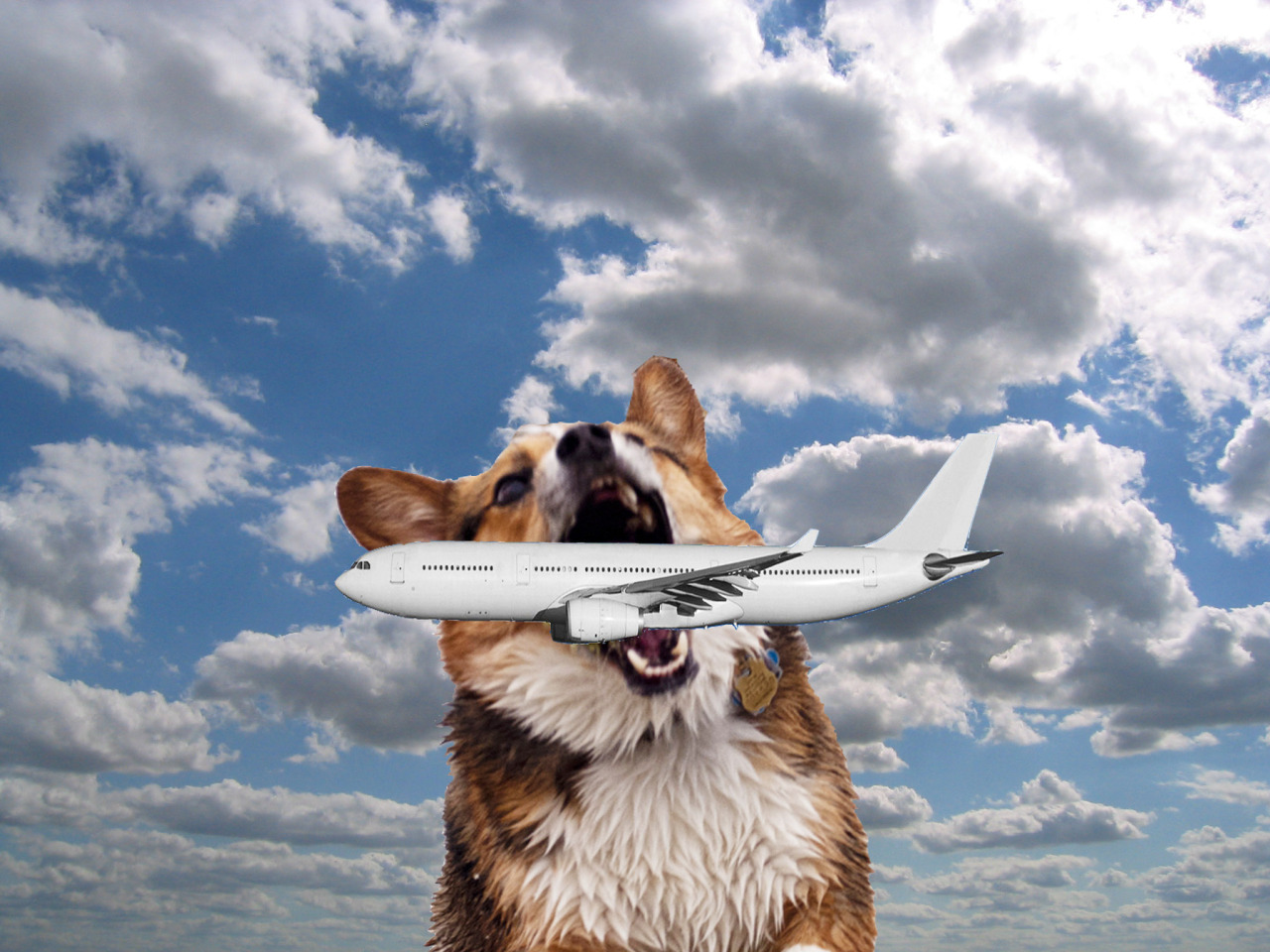tumblr/giantcorgis