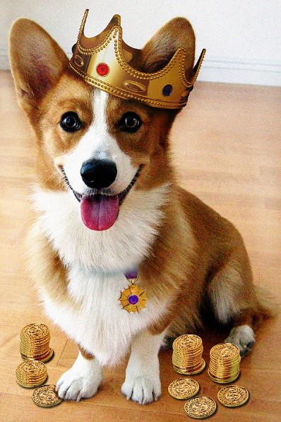 CorgiSuit.com