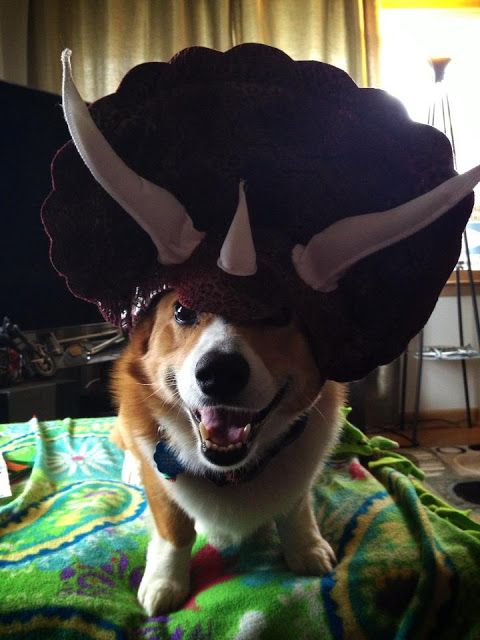 TheDailyCorgi.com