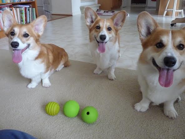 Kailyn, Darcy and Pippa