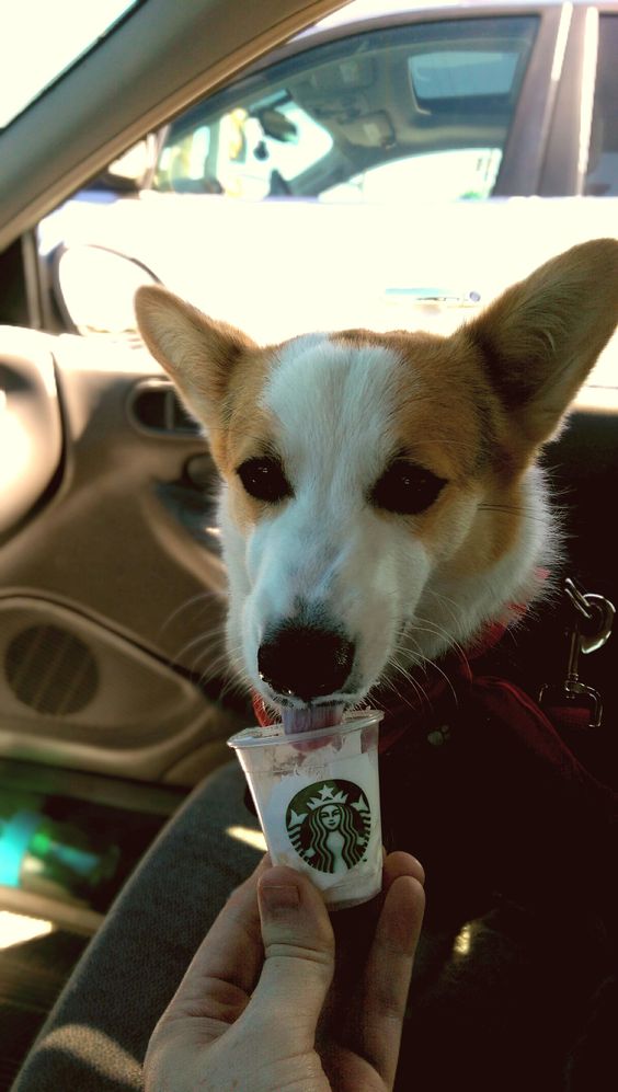 Winston / http://imgur.com/r/corgi/6K5Enh7