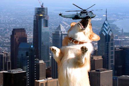 twitter.com/OhMyCorgi