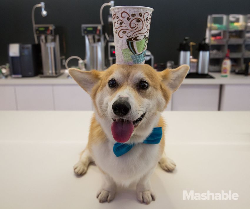 Mashable.com