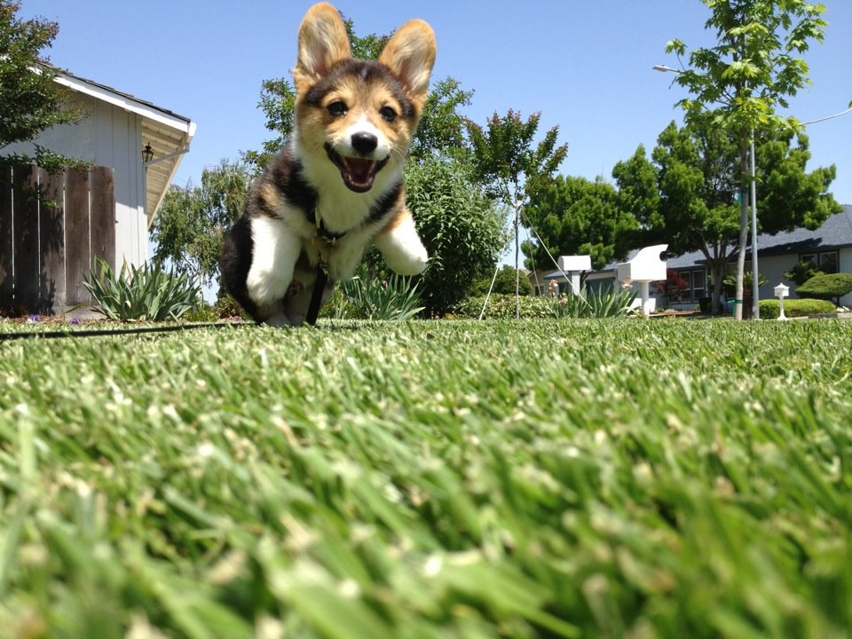 Barkpost.com