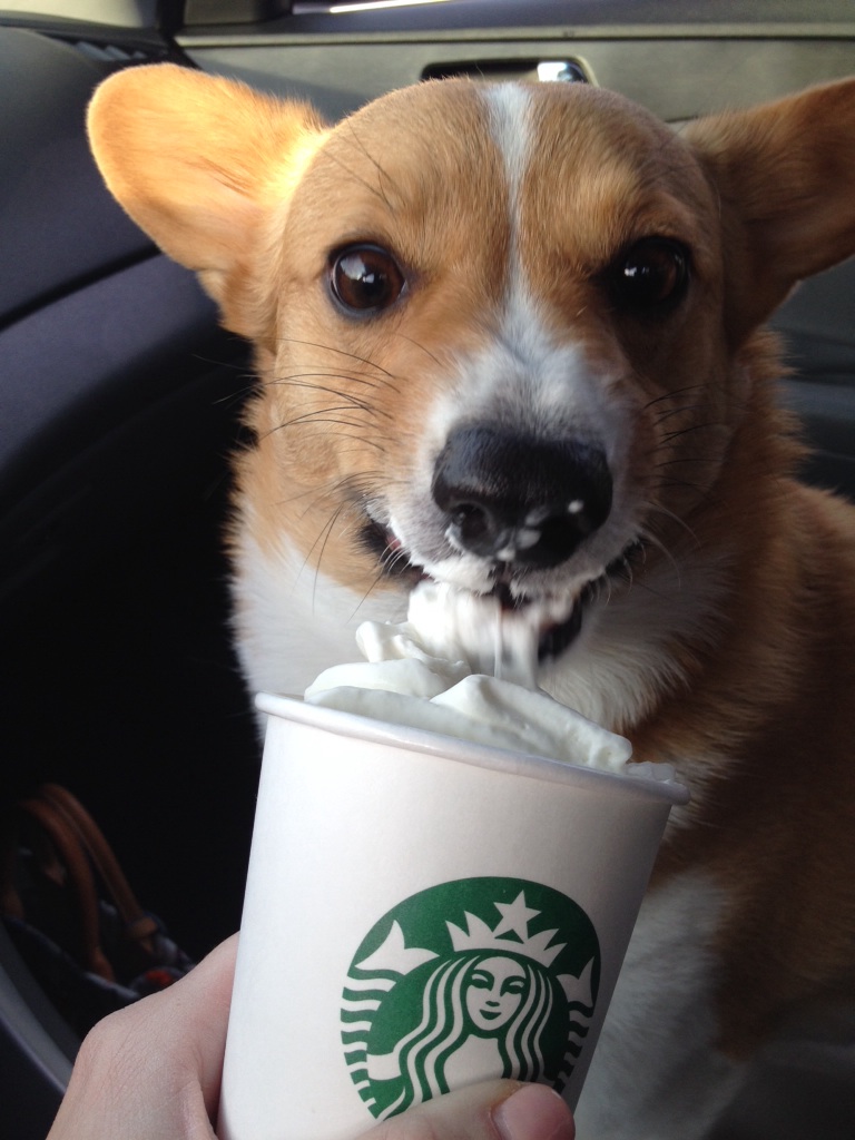 Kahlua / http://imgur.com/r/corgi/e8oCCVP