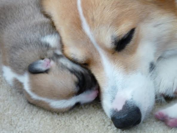 Mama loves her babies.