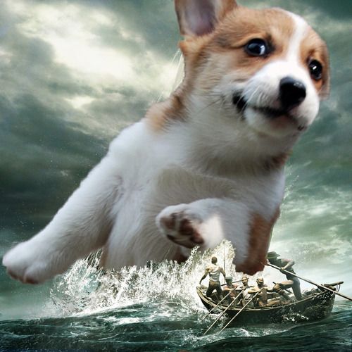 Sea monster version Corgkrakken. You're gonna need a bigger boat. http://bit.ly/29OJr47