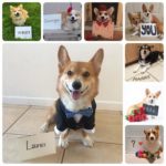 You, Me & Corgi Make Three!