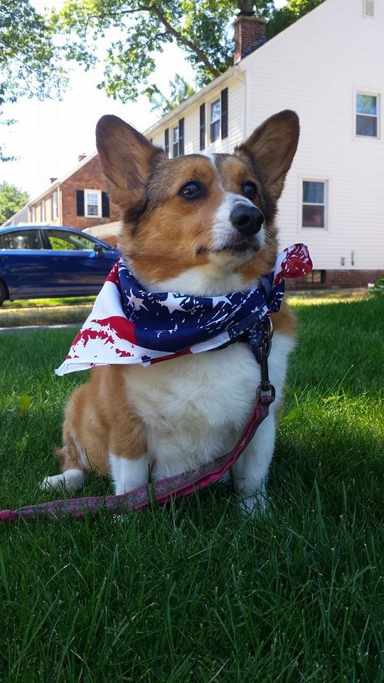 Lucy of Massachusetts got a tubbie and a new bandana on the occasion of America's birthday.Beautiful!