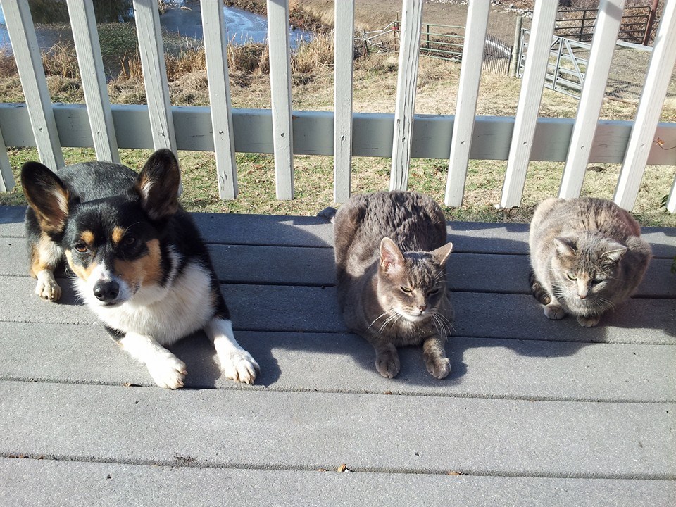 MyCorgi.com