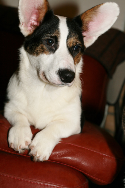 Obsessive Corgi Disorder / bit.ly/2auX1OA