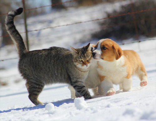 CorgiAddict.com