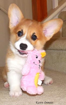 Pippa the pup