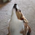 Monday Funnies: You Had Me At Barooo!