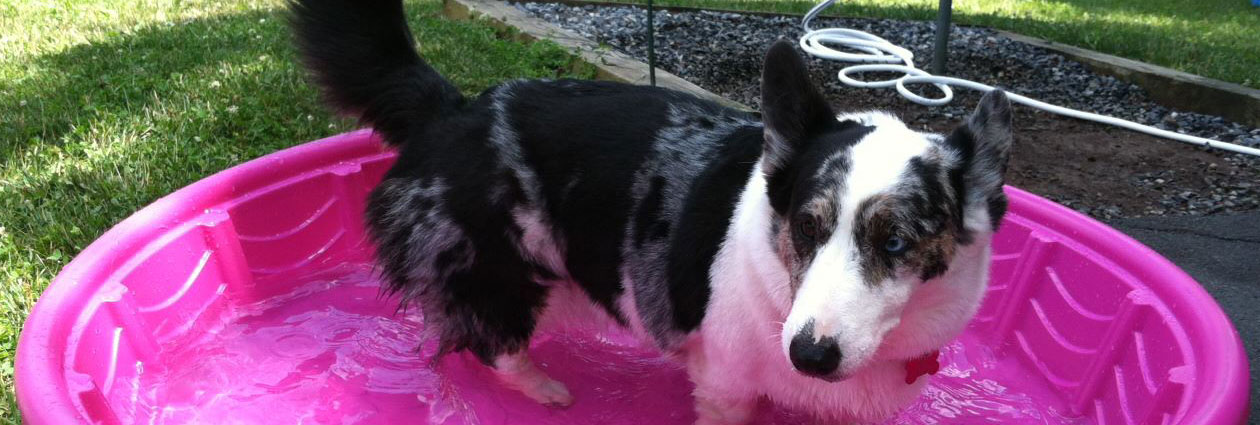 Photo: PhillyCorgiPicnic.com