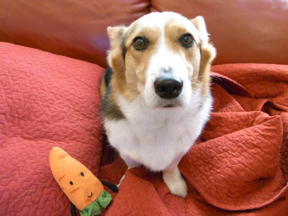 CorgiAddict.com