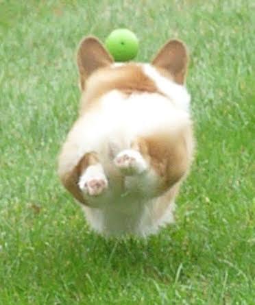 Spring-loaded furry missile.