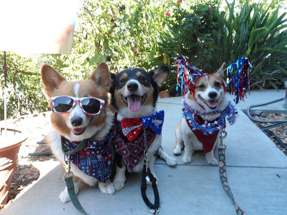 Sidney, Copper and Connie of California