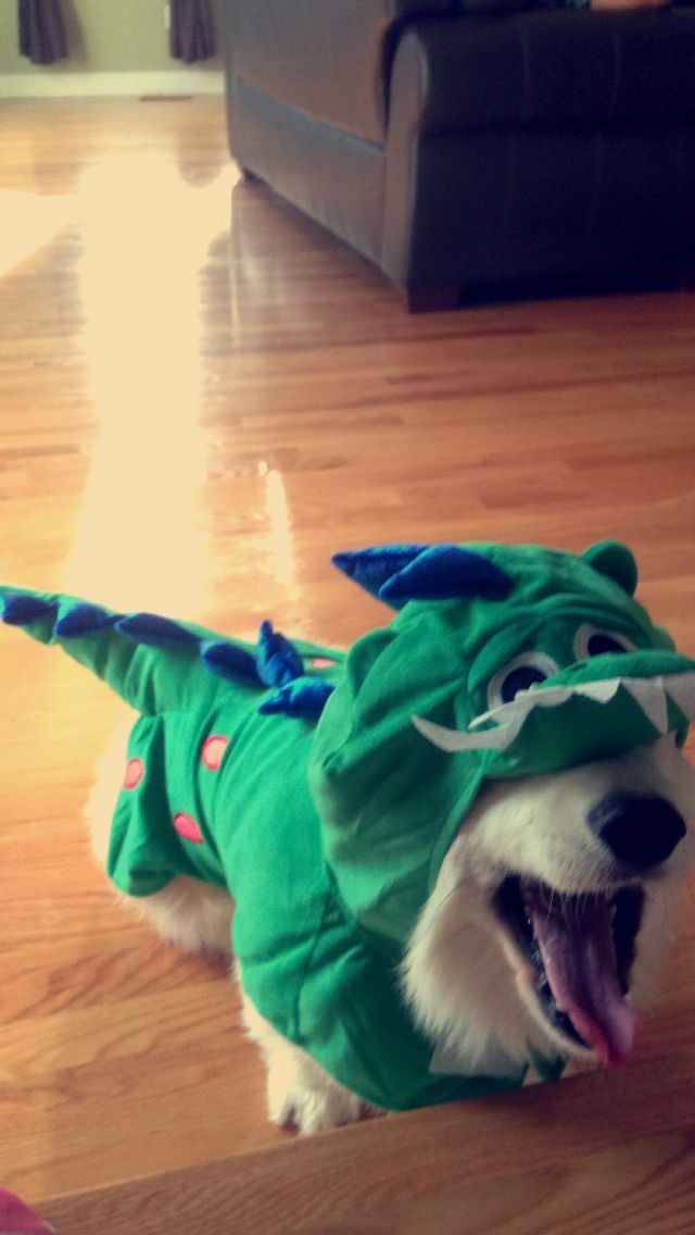 http://supahloser.tumblr.com/post/94431161420/corgisaurus-to-the-rescu-oops-i-cant-see