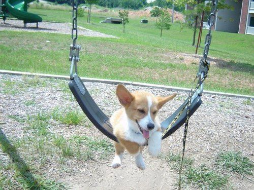 CorgiAddict.com
