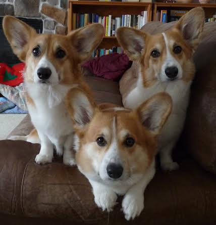 Kailyn, Darcy, Pippa
