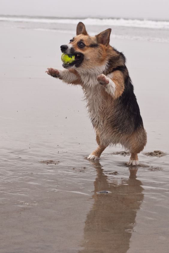 At Corgzilla boot camp. https://www.pinterest.com/pin/448741550341705892/ 