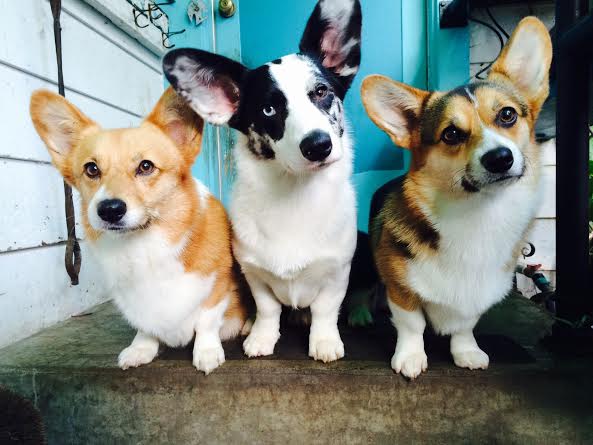  Martini, Zelda and Oreo