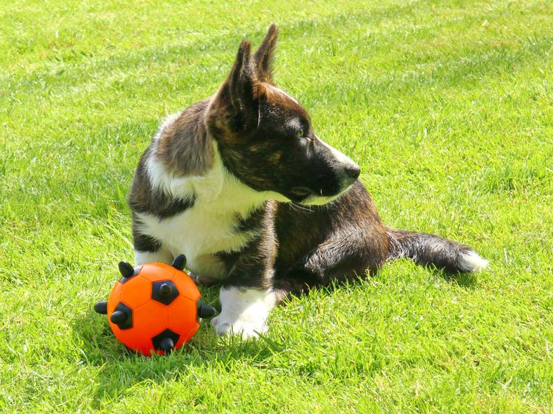 Bowie_ball