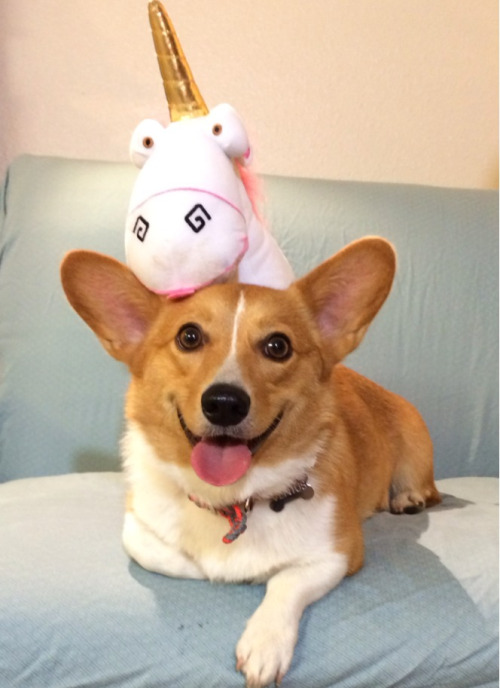 tumblr / Ventus The Corgi