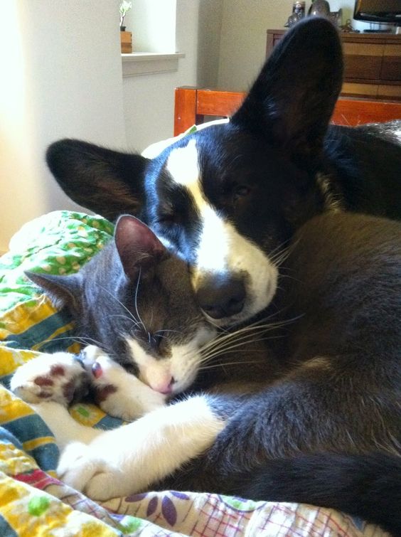 The Daily Corgi