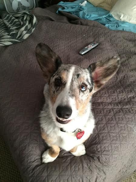 The Daily Corgi