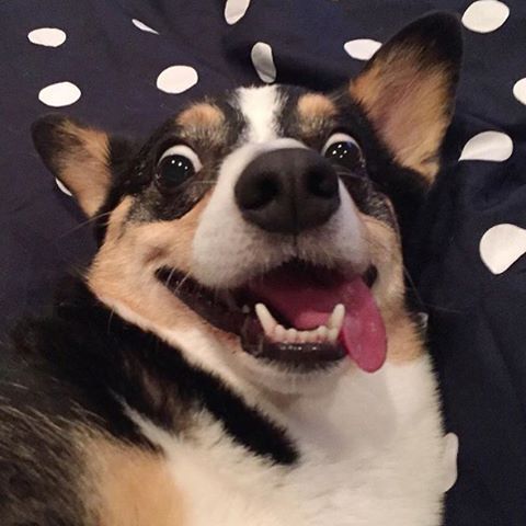 corgiaddict.com