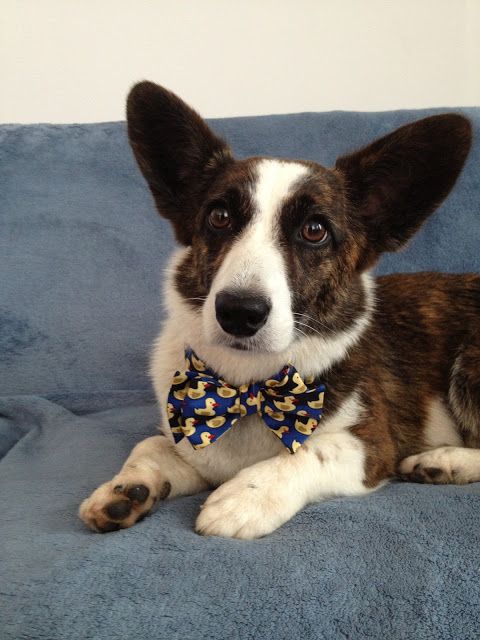 thedailycorgi.com