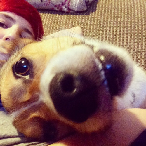 frankiethecorgi.tumblr.com