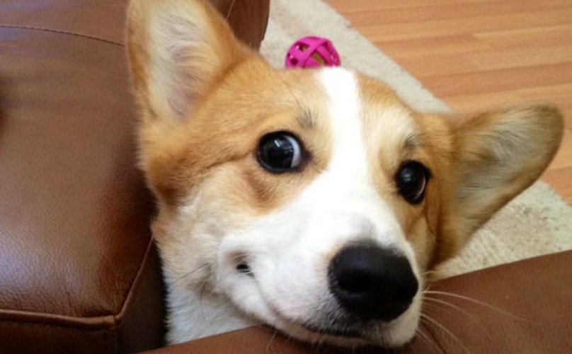 barkpost.com/magical-corgi