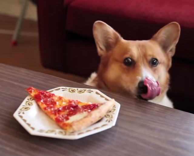 reddit.com/r/dogslookingatpizza/