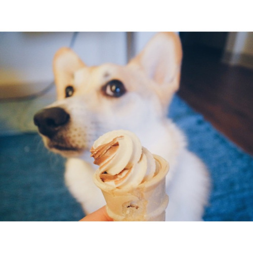 miathecorgi.tumblr.com