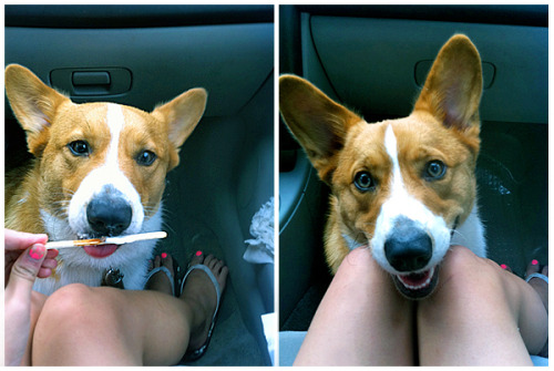 corgiaddict.com