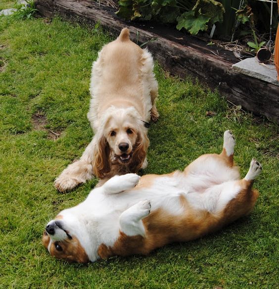 playdog