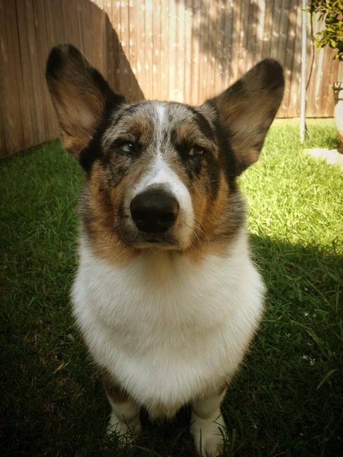 imgur.com/r/corgi/KgS50xz