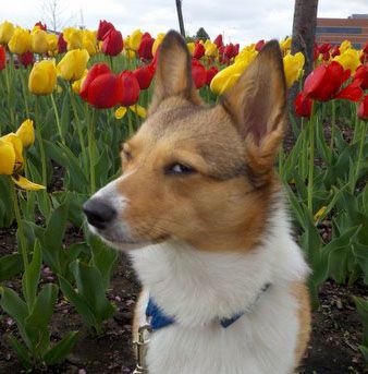 corgiaddict.com