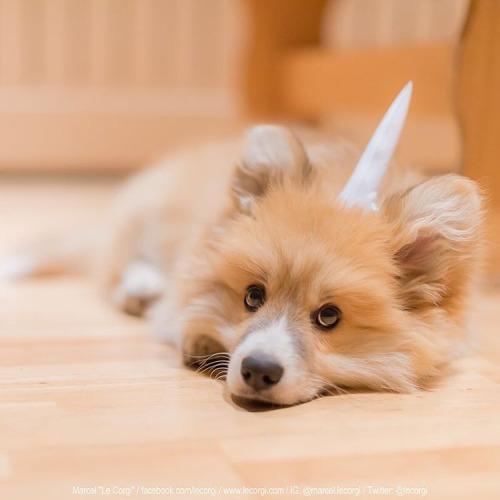 tumblr / Marcel Le Corgi