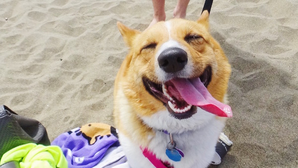Zoe The Corgi / bit.ly/2aViFGM