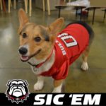 Are You Ready For Some Football Corgis?