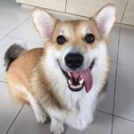 Get Your Grin On! 9 of the UN-grumpiest Corgis you ever did see.