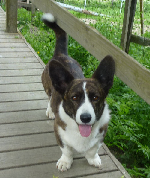 Welsh Corgi Cardigan Total / bit.ly/2cpvbUr