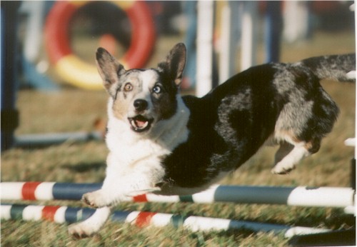 cwcorgi.com / bit.ly/2cSfQt0