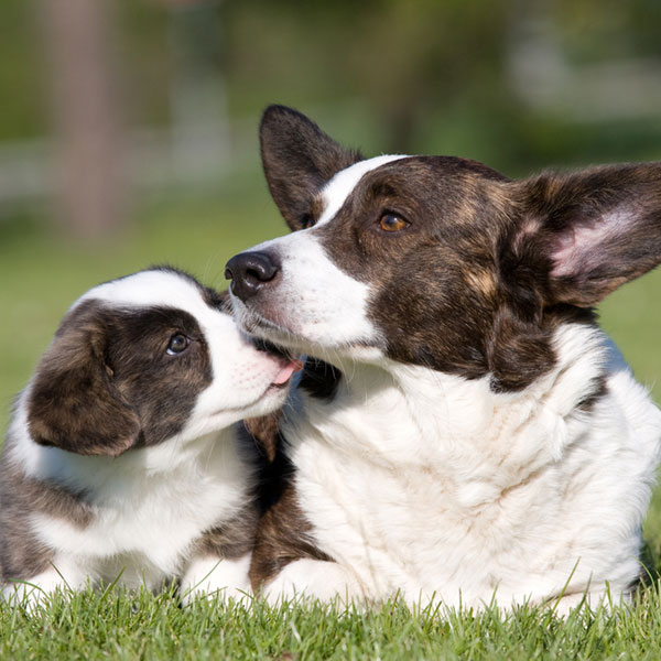 dogster.com / bit.ly/2dhDpv4