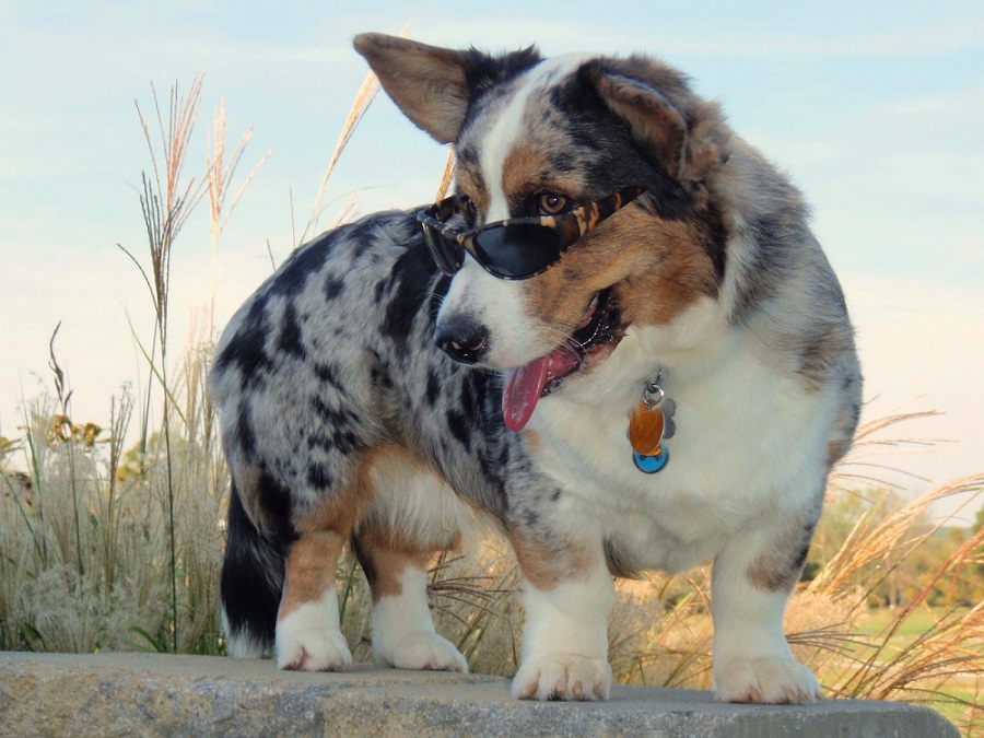 dogsaholic.com / bit.ly/2dhYtBL