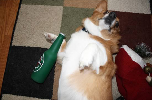 corgbeerpass